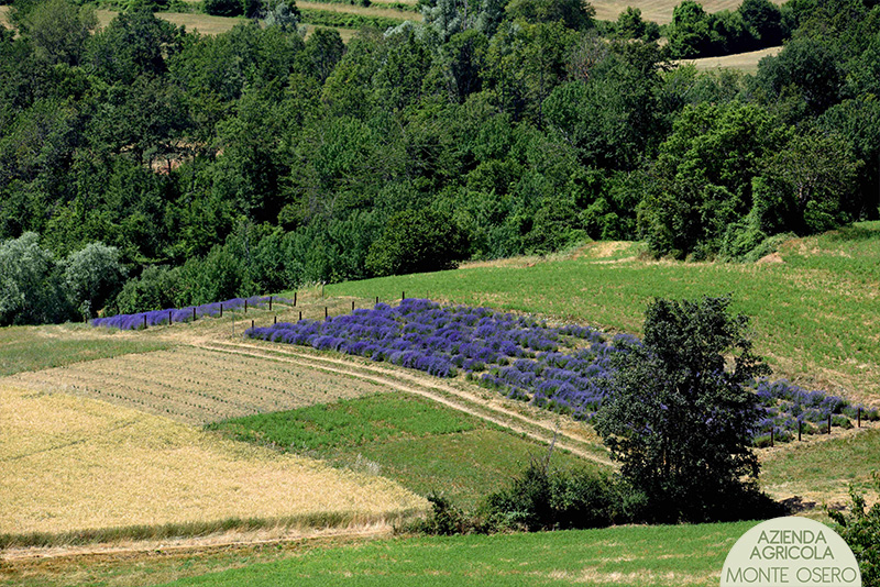 02-Lavandeto.jpg