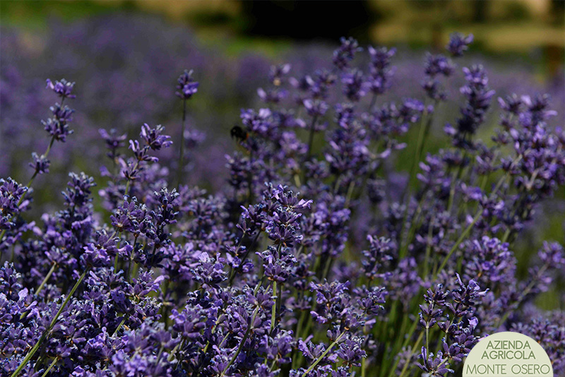 13-Lavanda.jpg